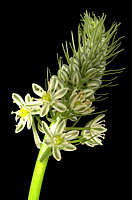 Ornithogalum longibracteatum flower