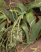 Ledebouria revoluta Syn. Scilla lanceaefolia
