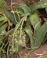 Ledebouria revoluta