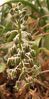 Ledebouria socialis Syn. Scilla violacea