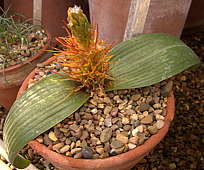 Daubenya marginata Syn. Massonia marginata