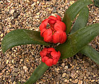 Dubenya aurea var. coccinea