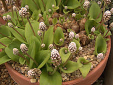 Ledebouria petiolata Syn. Drimiopsis maculata