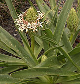 Scilla peruviana cv. Algerian Cream