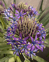 Scilla peruviana var. gattefossei