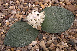 Massonia jasminiflora