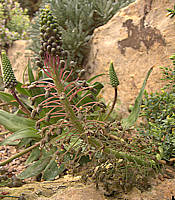 Ledebouria ovalifolia