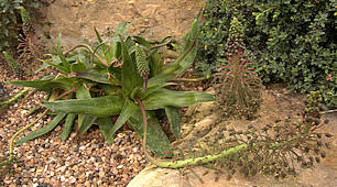 Ledebouria ovalifolia