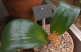 Daubenya zeyheri