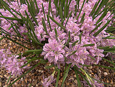 Lachenalia corymbosa