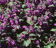 Lamium maculatum