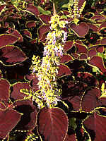 Solenostemon scutellarioides (Coleus)