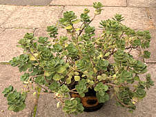 Plectranthus caninus