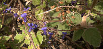 Plectranthus habrophyllus