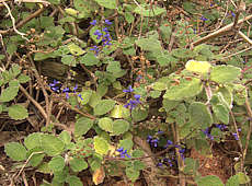 Plectranthus habrophyllus