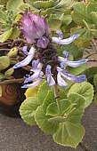 Plectranthus caninus