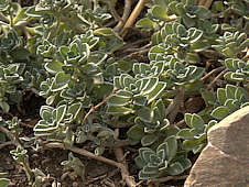 Plectranthus coerulescens