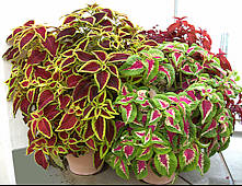 Coleus