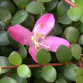 Medinilla sedifolia flower