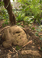 Stephania glandulifera tuber