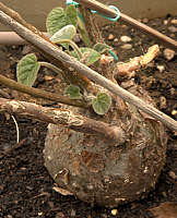 Chasmanthera dependens tuber