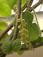 Chasmanthera dependens flower