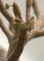 Dorstenia gigas flowers