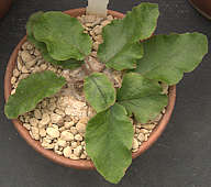 Dorstenia ellenbeckiana