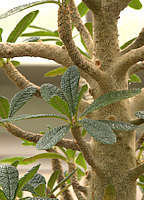 Dorstenia gigas