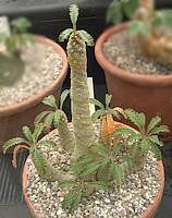 Dorstenia foetida ssp. lancifolia