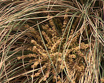 Calibanus hookeri inflorescence