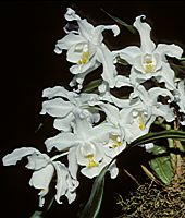 Coelogyne cristata