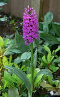 Dactylorhiza foliosa