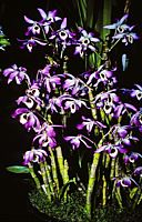 Dendrobium nobile