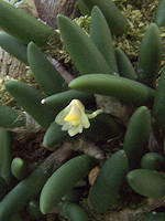 Dendrobium lichenastrum var prenticei
