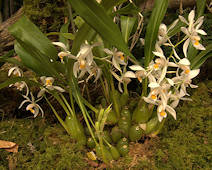 Coelogyne ochracea