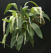 Dendrochilum glumaceum