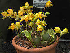 Lycaste consobrina