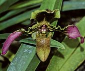 Paphiopedilum hirsutissimum