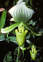 Paphiopedilum maudiae