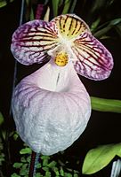 Paphiopedilum micranthum