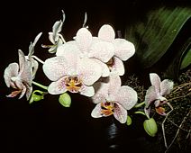 Phalaenopsis hybrid