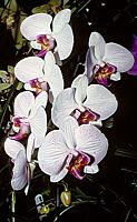 Phalaenopsis hybrid