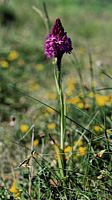 Pyramidal Orchid