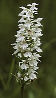 Spotted Orchid