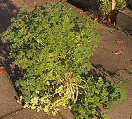 Oxalis tuberosa