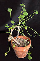 Oxalis gigantea