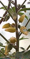 Adenia volkensii flowers