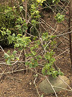 Adenia aculeata