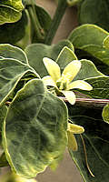 Adenia aculeata flowers